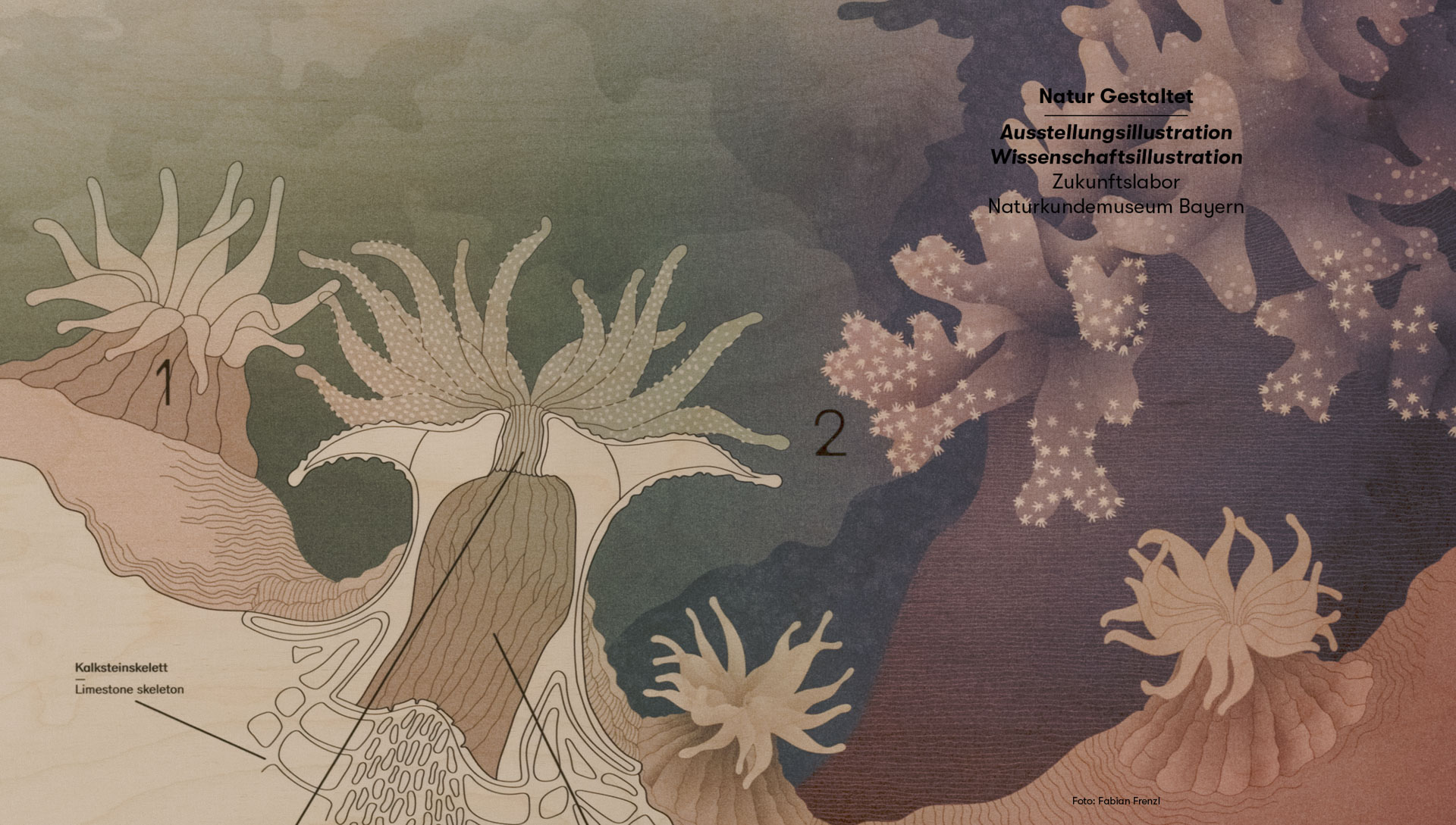 Naturkundemuseum Bayern Korallenriffe